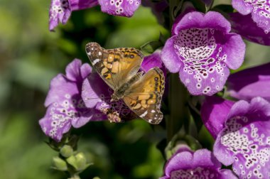 Amerikan painted lady tereyağlı