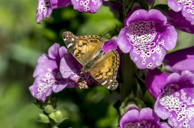 Amerikan painted lady tereyağlı