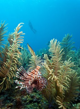 Kırmızı lionfish (Pterois volitans)