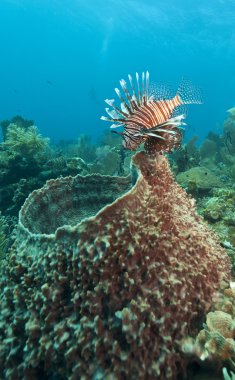 Kırmızı lionfish (Pterois volitans)