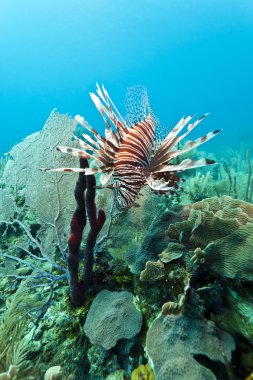 Kırmızı lionfish (Pterois volitans)