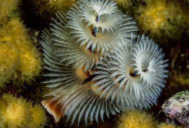 Noel ağacı solucan (Spirobranchus giganteus)