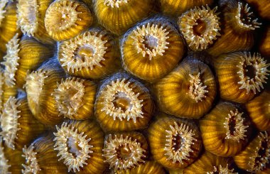 Great star coral (Montastraea cavernosa) clipart