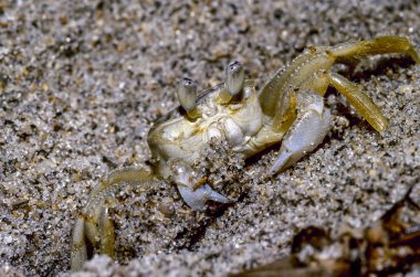 Atlantic Ghost Crab clipart