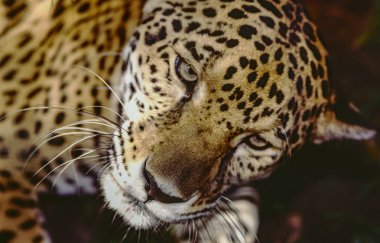 Jaguar panthera rezerv Güney Belize