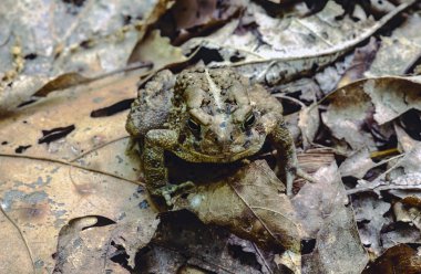 American toad (Bufo americanus) clipart