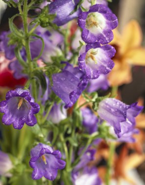 Blue bell, hyacinthoides