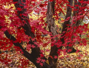 Japanese maple tree, Acer palmatum clipart