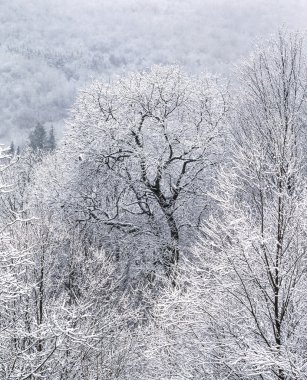 New hampshire görüntülemek beyaz dağlar kar fırtınası'ndan sonra