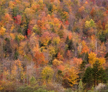 Autumn in Vermont clipart