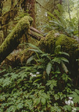 carmanah Vadisi, british colombia