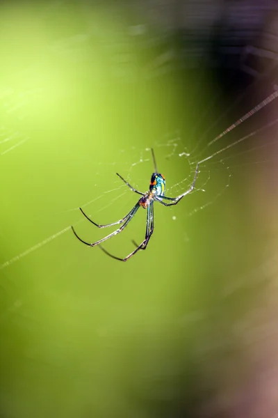 Venusta Orchard Spider — Fotografie, imagine de stoc