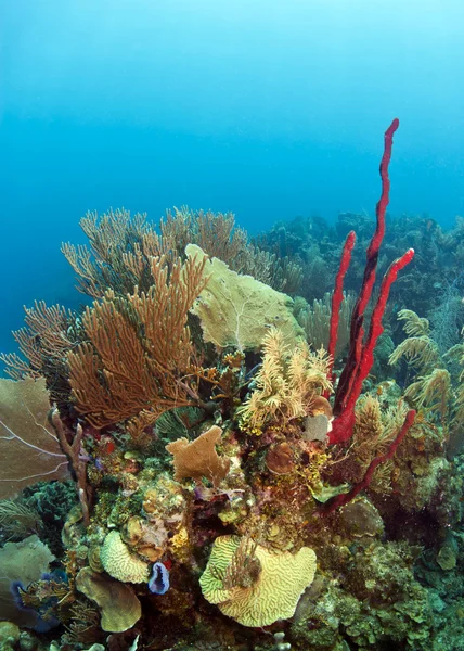 Koralowych ogrodów honduras — Zdjęcie stockowe