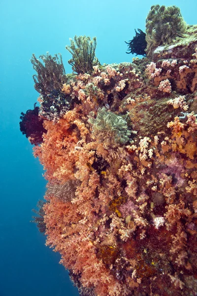 Endonezya lembeh Boğazlar sulawesi — Stok fotoğraf