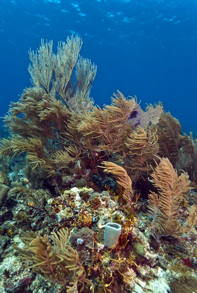 洪都拉斯海岸珊瑚暗礁 — 图库照片
