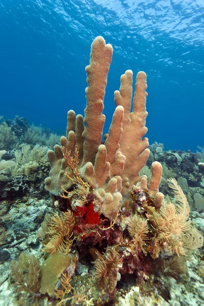 Pillar corals (Dendrogyra cylindricus) — Stock Photo, Image