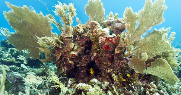 Arrecife de coral frente a la costa de Honduras — Foto de Stock
