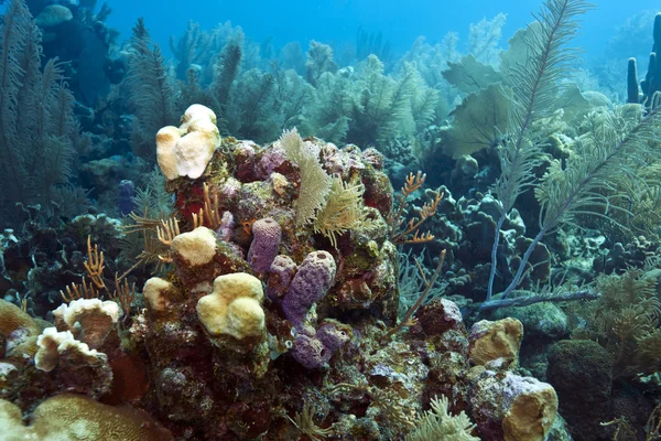 Korallrev utanför honduras kust — Stockfoto