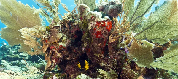 Korálový útes off pobřeží Hondurasu — Stock fotografie