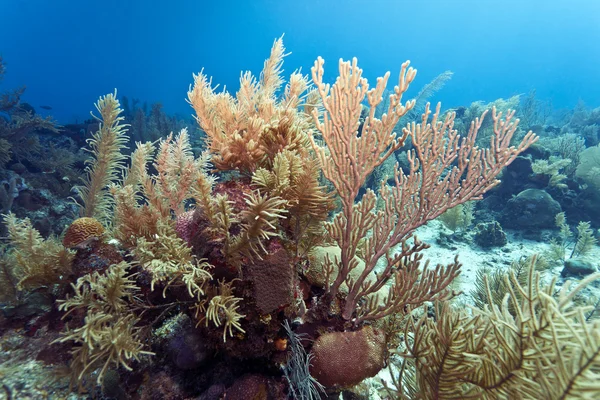 Recifes de Coral ao largo da costa de Honduras — Fotografia de Stock