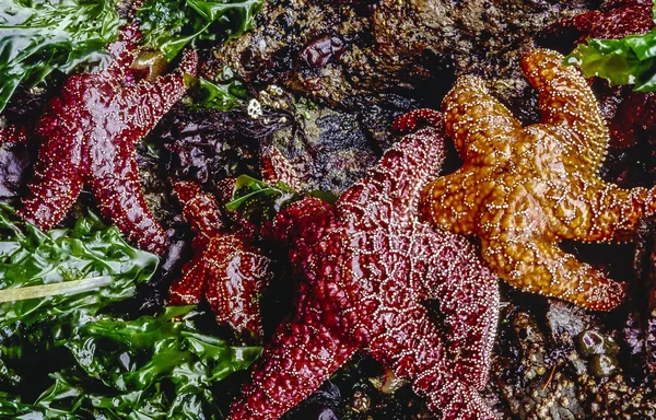 Estrella de mar púrpura —  Fotos de Stock