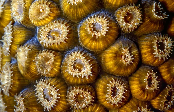 Great star coral (Montastraea cavernosa) — Stock Photo, Image