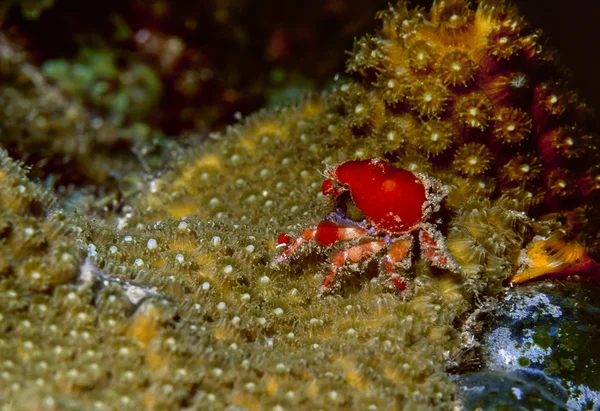 stock image Cryptic teardrop crab