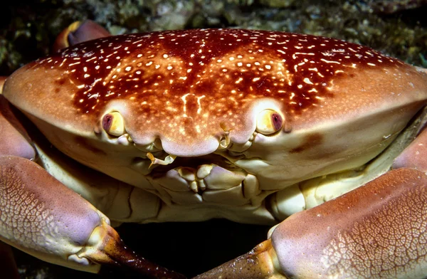 Crabe corail batailleur — Photo
