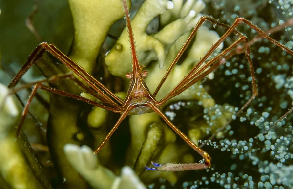 Yellowline 箭头螃蟹，stenorhynchus seticornis — 图库照片