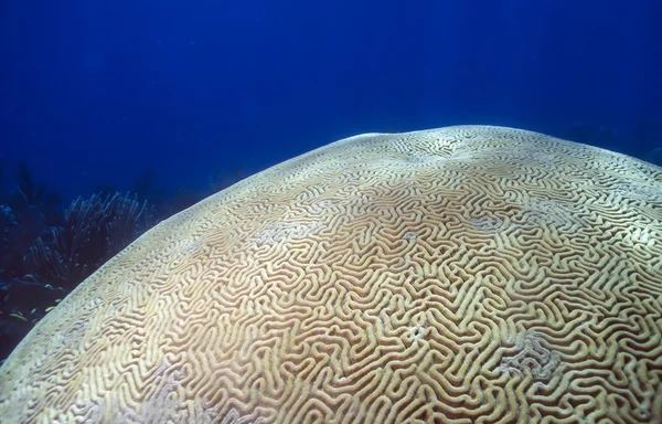 Mózg koral korale madreporowe — Zdjęcie stockowe