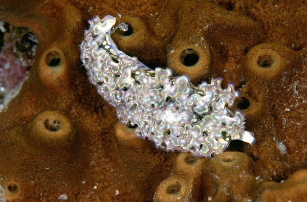 Hlávkový salát Sea Slug (Tridachia crispata) — Stock fotografie