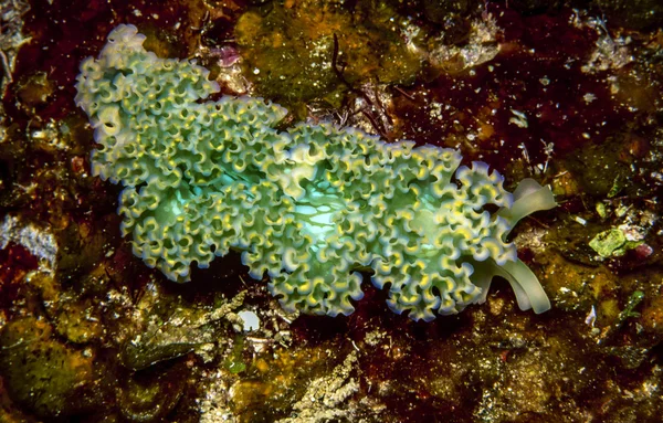 Lettuce Sea Slug (Tridachia crispata) — Stock Photo, Image