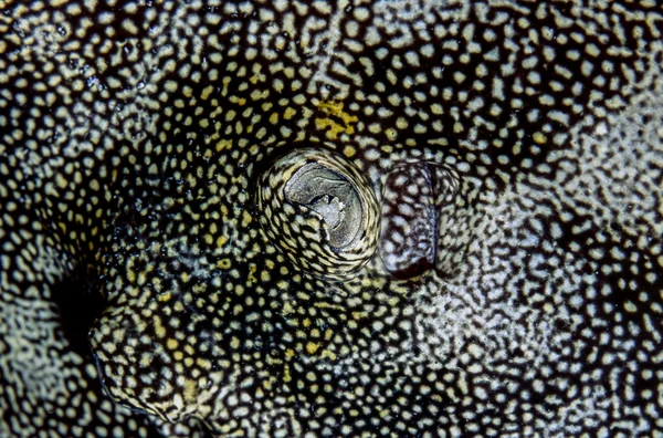 黄黄貂鱼的眼睛 — 图库照片