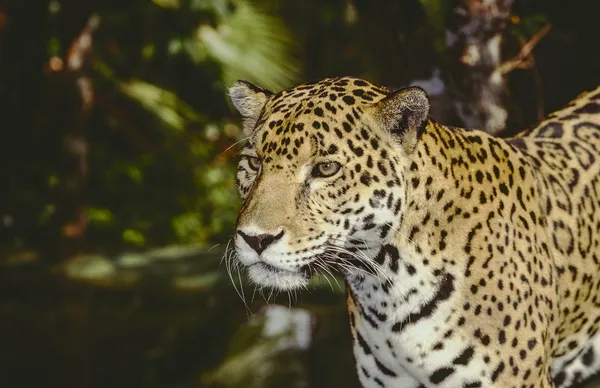 Jaguar — Stockfoto