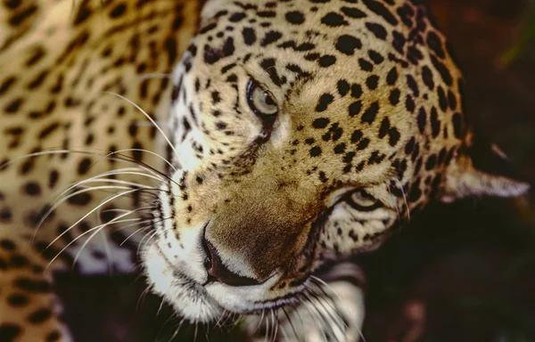 Jaguar panthera in zuidelijke belize in de reserve — Stockfoto