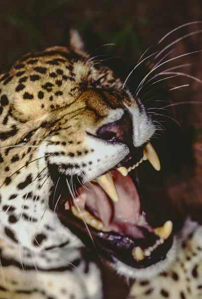 Jaguar Panthera ในเบลีซใต้ในเขตสงวน — ภาพถ่ายสต็อก