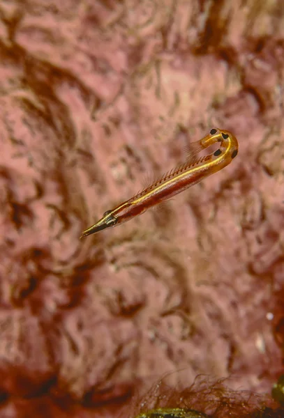 Fluviatilis seta, lucayablennius zingaro — Fotografia de Stock