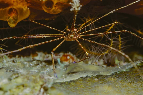 Crabe à flèche jaune, Stenorhynchus seticornis — Photo