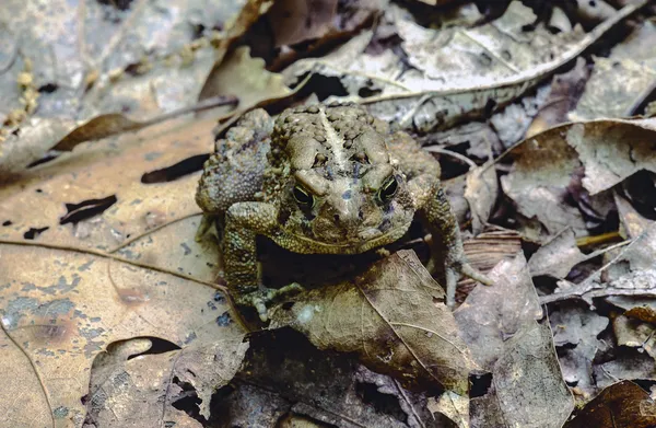 stock image American toad (Bufo americanus)