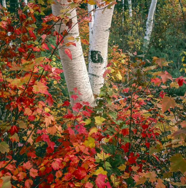 Vue d'automne dans la forêt — Photo