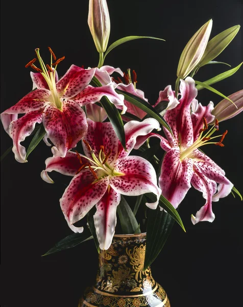Lily, Lilium speciosum — стоковое фото