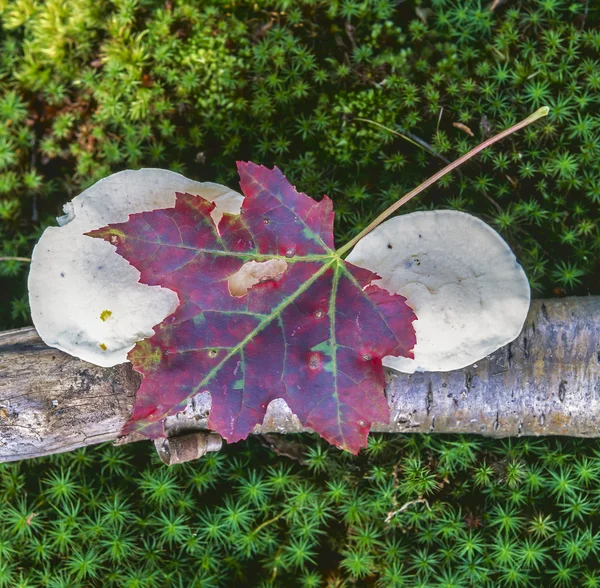 Maple leaf on log