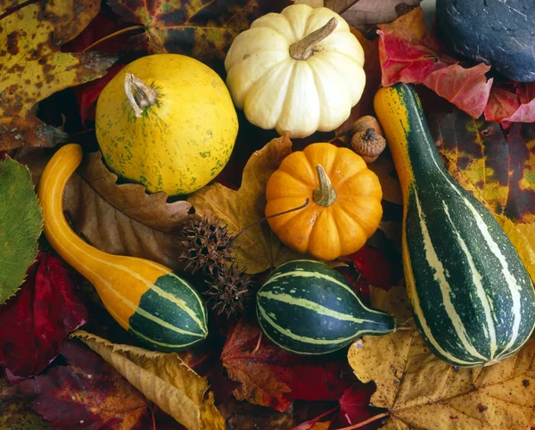 stock image Autumn studio scene with pumpkins