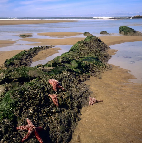 Oregon kusten och stranden — Stockfoto