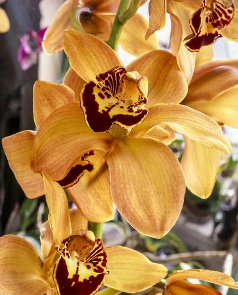 Orchidea del Cymbidium — Foto Stock