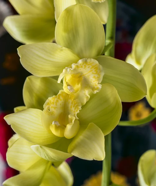 Cymbidium orchid — Stockfoto