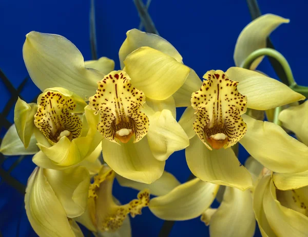 Orchidea del Cymbidium — Foto Stock