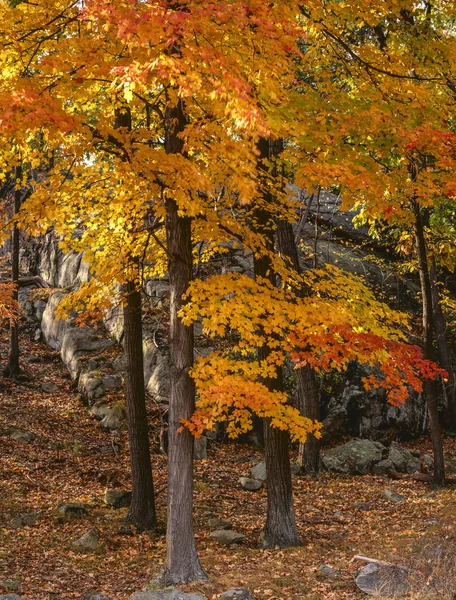 Herfst weergave in bos — Stockfoto