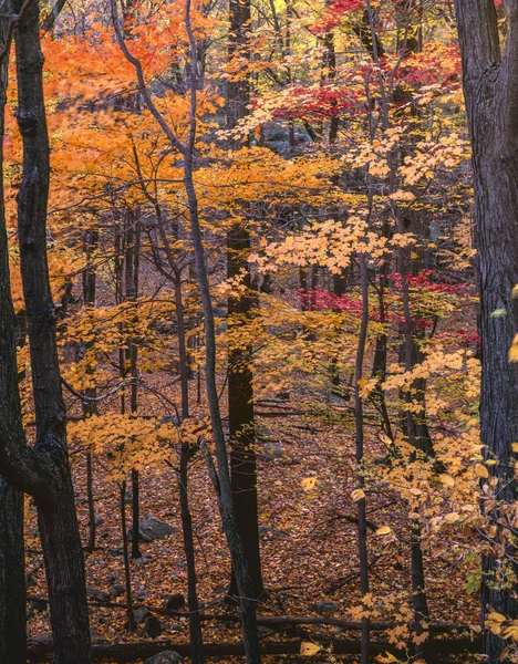 Autumn view into forest — Stock Photo, Image