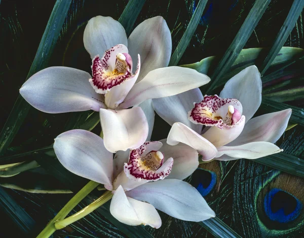 Orquídea cimbidio — Foto de Stock